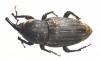 Sphenophorus striatopunctatus
